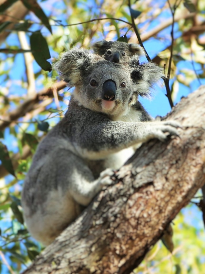 Koala family in Port Macquarie