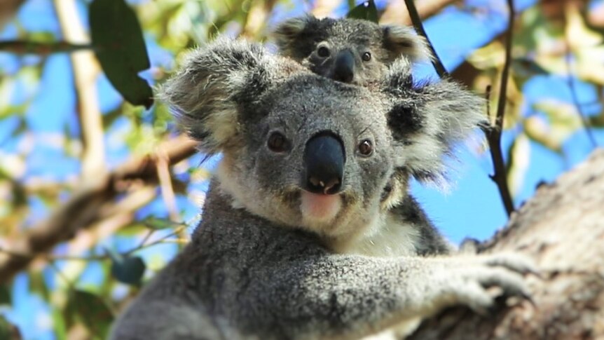 Koala family in Port Macquarie