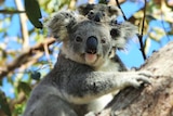 Baby koala peeks over top of mum's head
