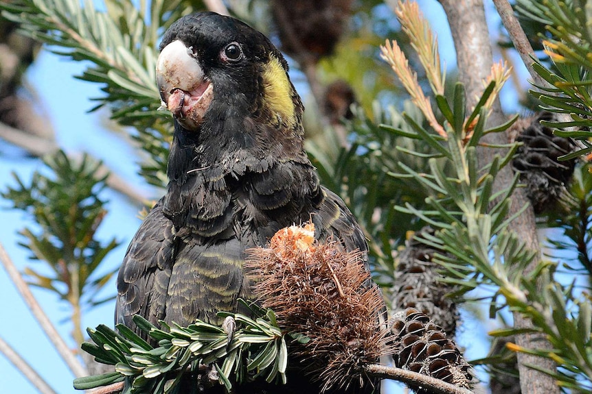 A black bird with yellow markings sits in a tree eating