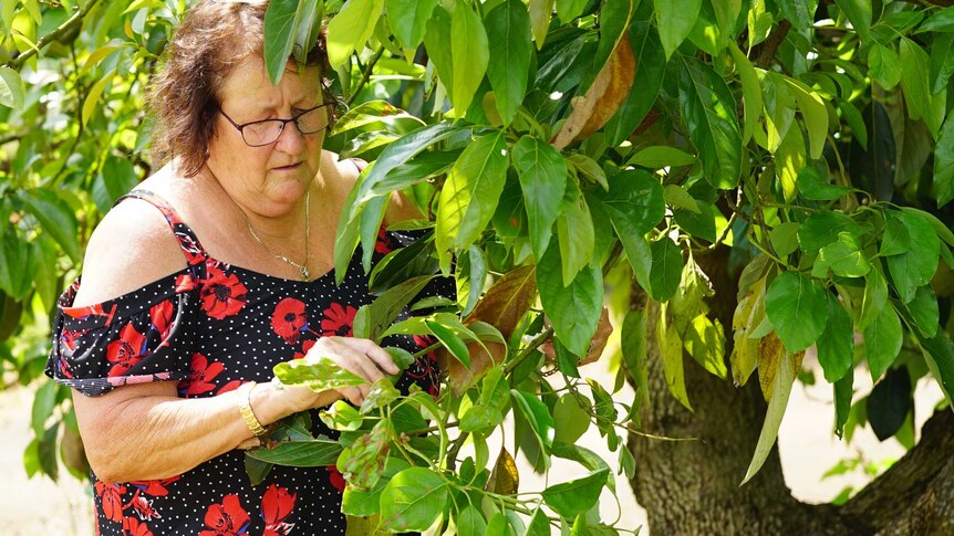 Donna Duncan looks at her avocado trees.