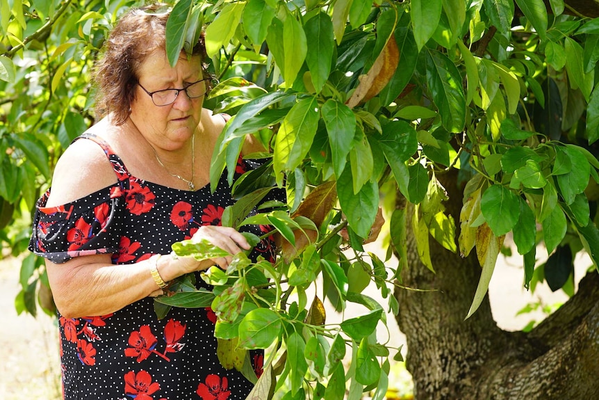 Donna Duncan looks at her avocado trees.