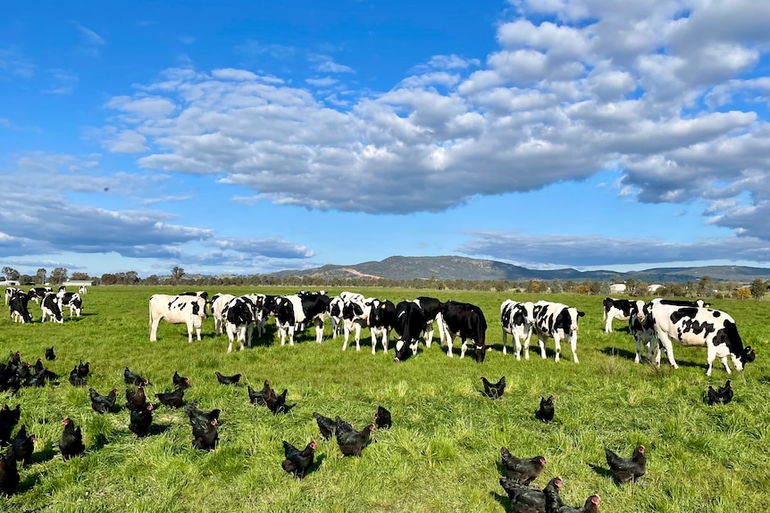 Black-and-white cows with black chooks in the foreground.