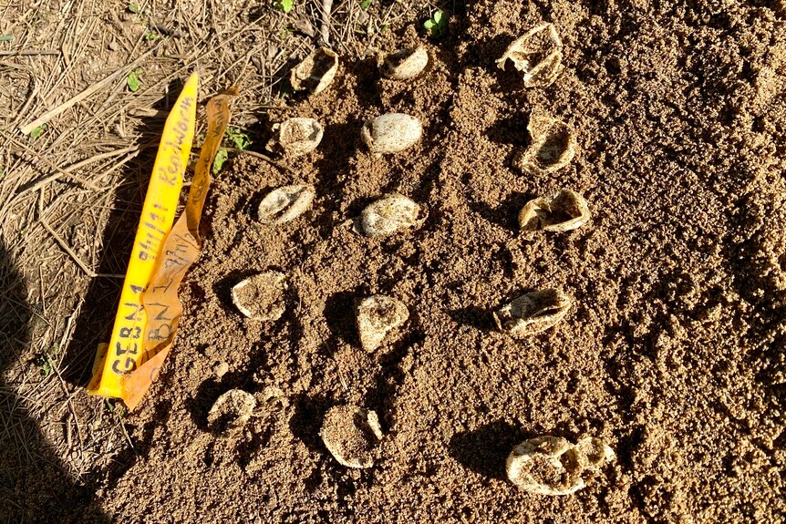 Egg shells on the sand next to a marker for documentation.