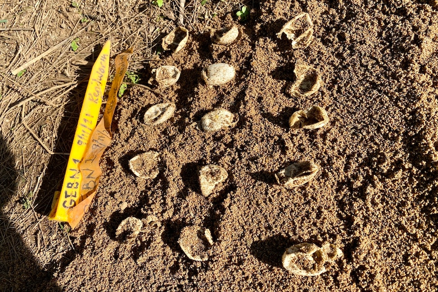 Egg shells on the sand next to a marker for documentation.