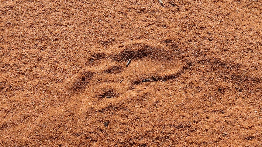Footprint left by northern hairy-nosed wombat.