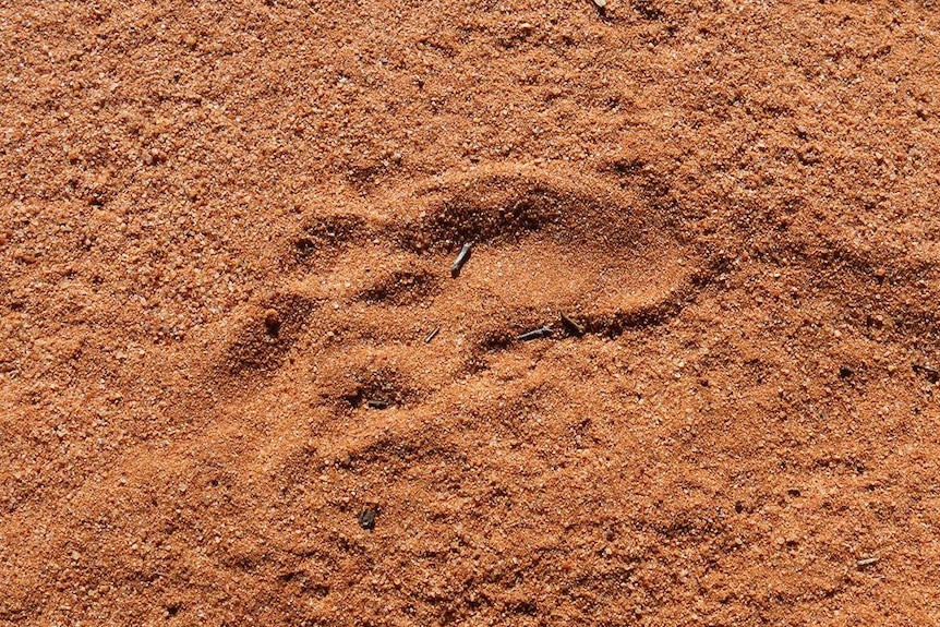 Footprint left by northern hairy-nosed wombat.