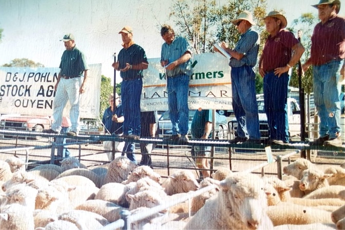sheep ins saleyard pens with six men standing on the platform during an auction