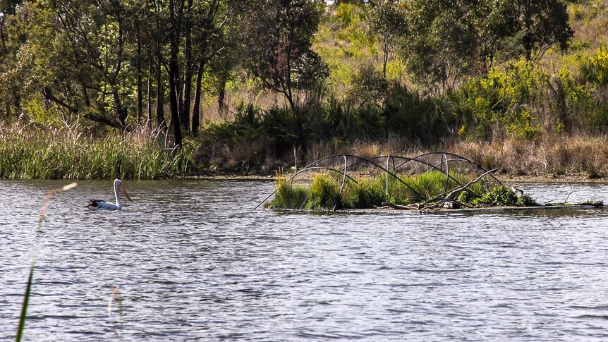 A pelican swimming on a dam near a man made island