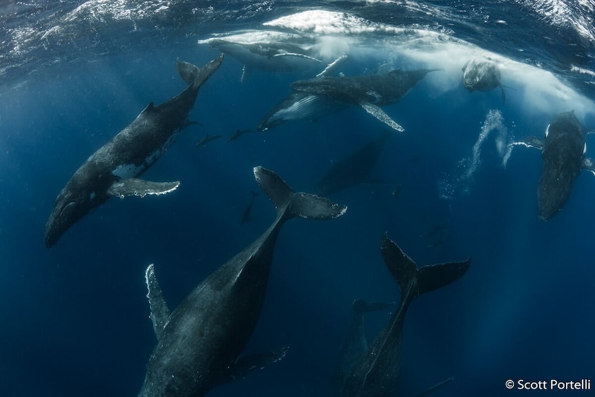 A group of humpback whales.