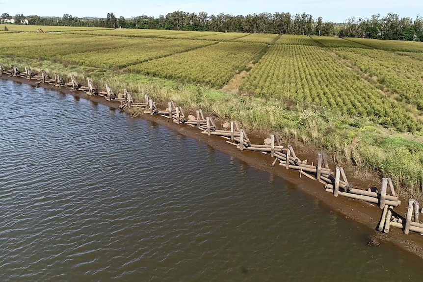 Log fillets protecting mangrove nursery on a river bank.