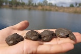 A hand holds four tiny turtle hatchlings with river in background