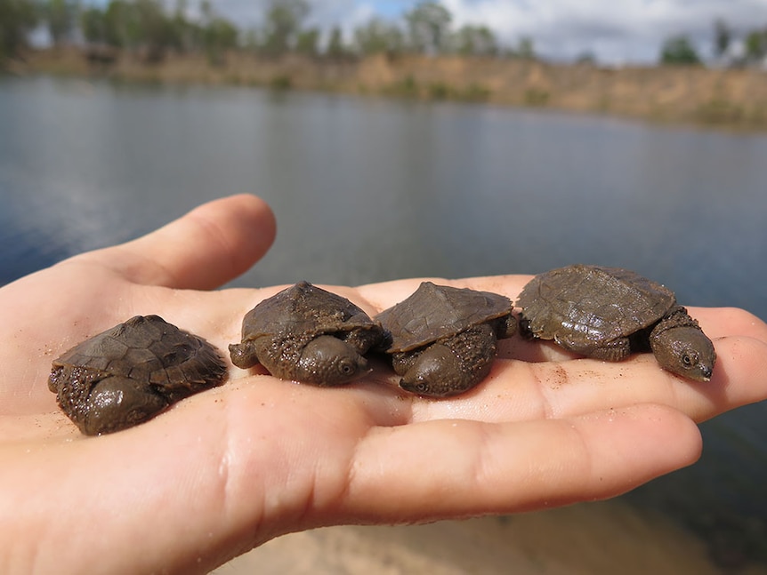 A hand holds four tiny turtle hatchlings with river in background