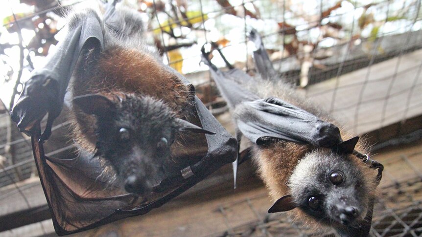 A pair of flying foxes hanging in a cage