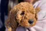 A puppy in focus being held by a woman out of focus