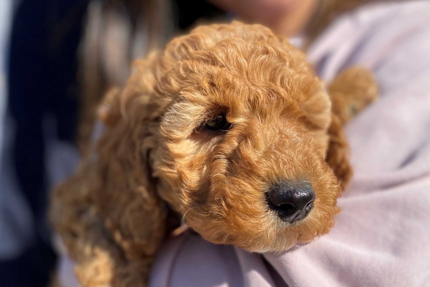 A puppy in focus being held by a woman out of focus