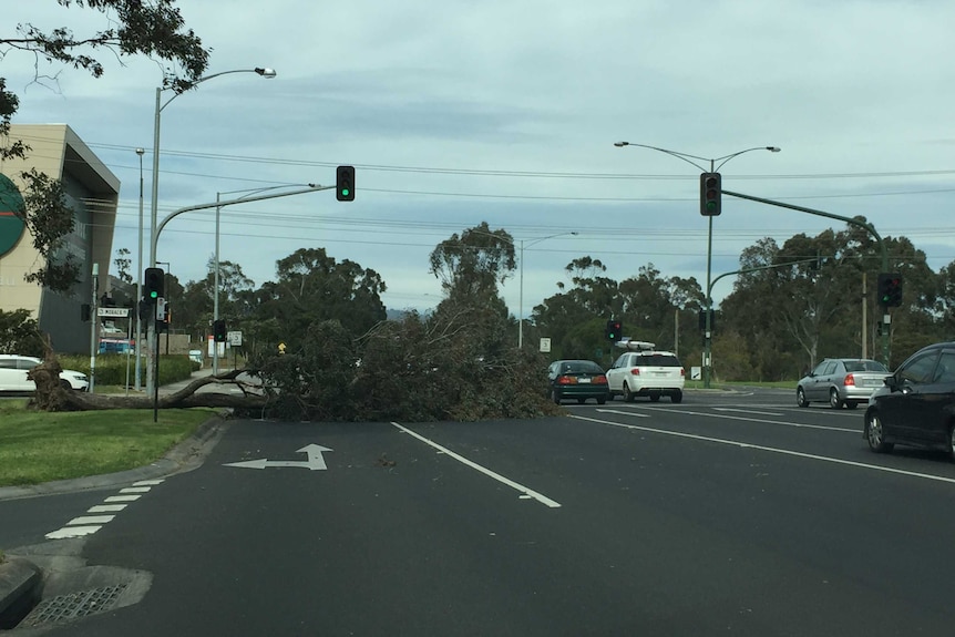 Fallen tree at Miracle Road