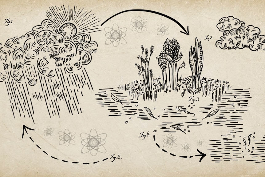 A drawing depicting the cycle of carbon from atmosphere, through plants, to soil and back to air.