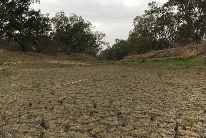 Cracked mud on a dry river bed.