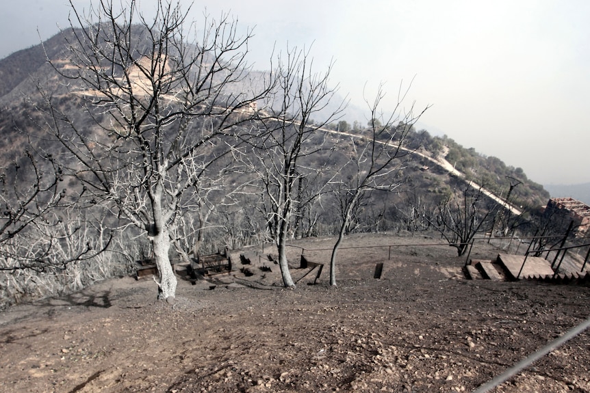 Le foto degli alberi bruciati sono state scattate in Algeria dopo gli incendi boschivi in ​​questa regione montuosa.