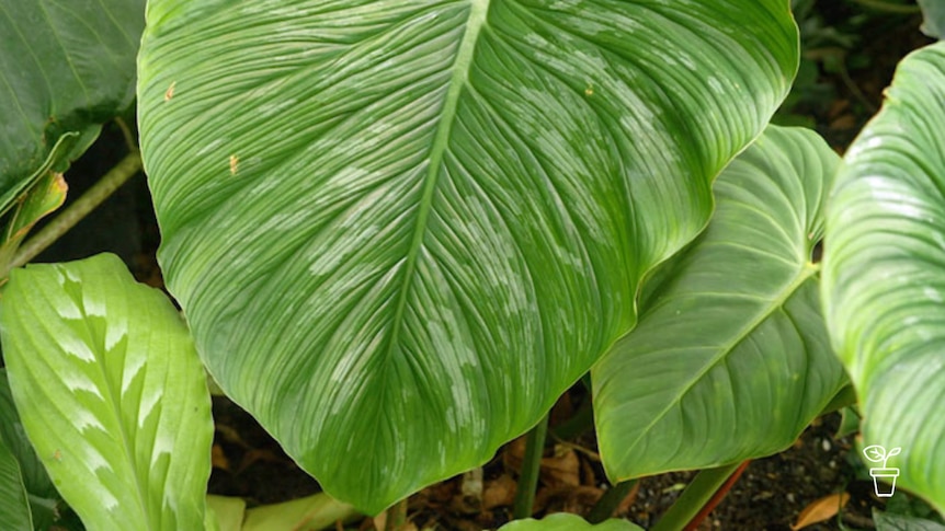 Close up of large green leaf