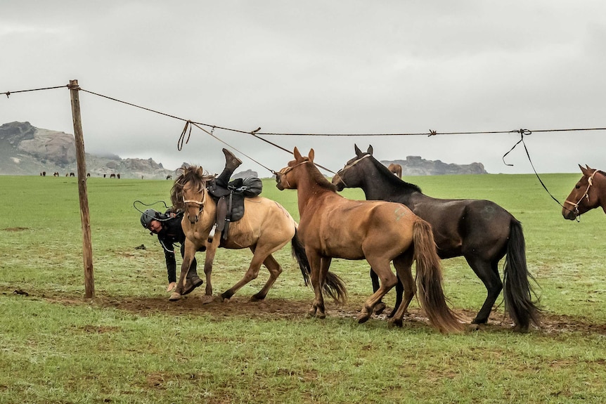 A woman is captured falling off a horse while other horses look on in a Mongolian field.