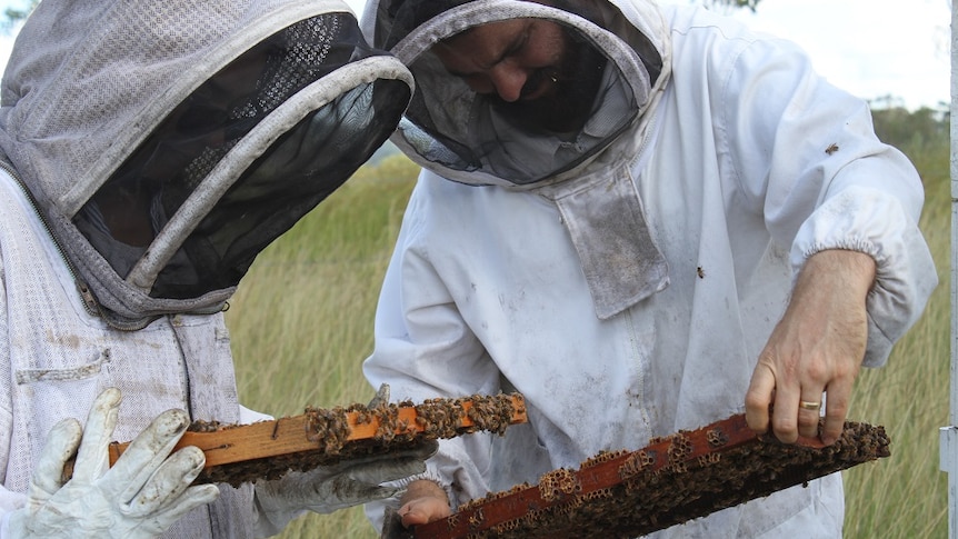 Janine and Doug stand in white bee suits holding frames of honey covered with bees.