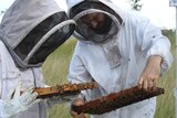 Janine and Doug stand in white bee suits holding frames of honey covered with bees.