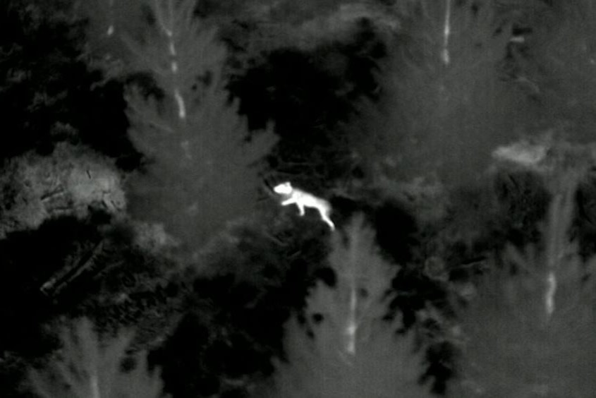 black and white heat sensitive video camera snapshot of dog in forest