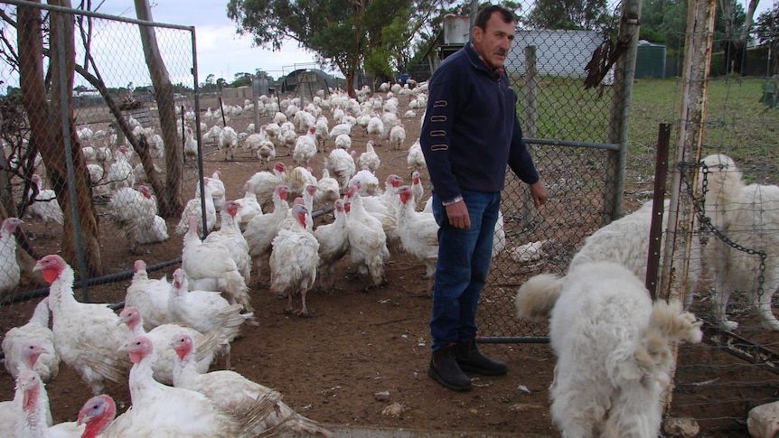 John Holland herding dogs and turkeys