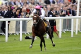 Frankel streaks to victory at Royal Ascot