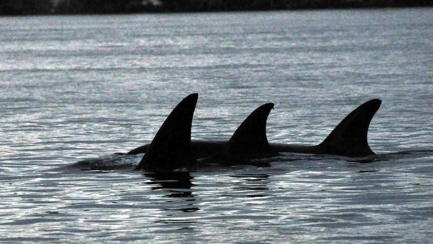 Killer whales swim towards deeper water