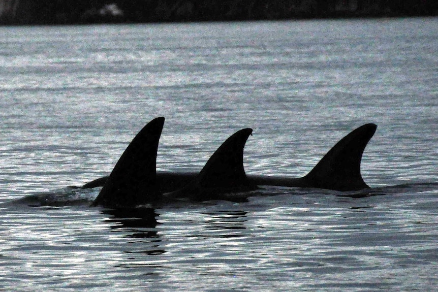 Killer whales swim towards deeper water