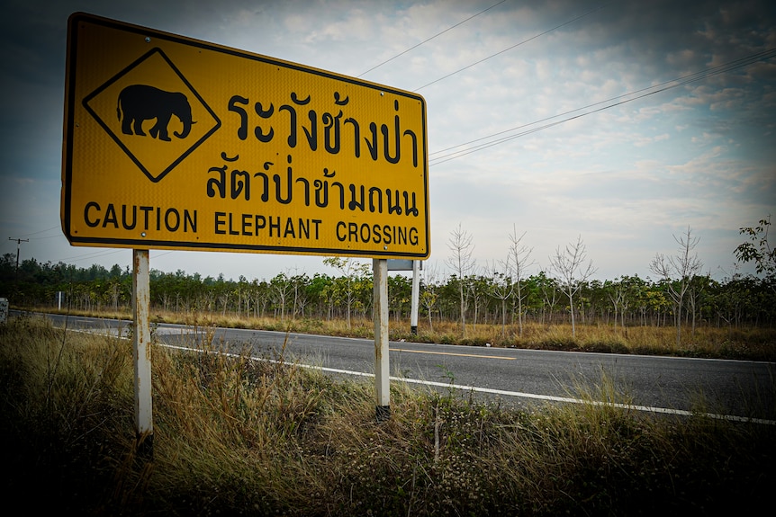 A close up of a yellow sign displaying Caution Elephant Crossing