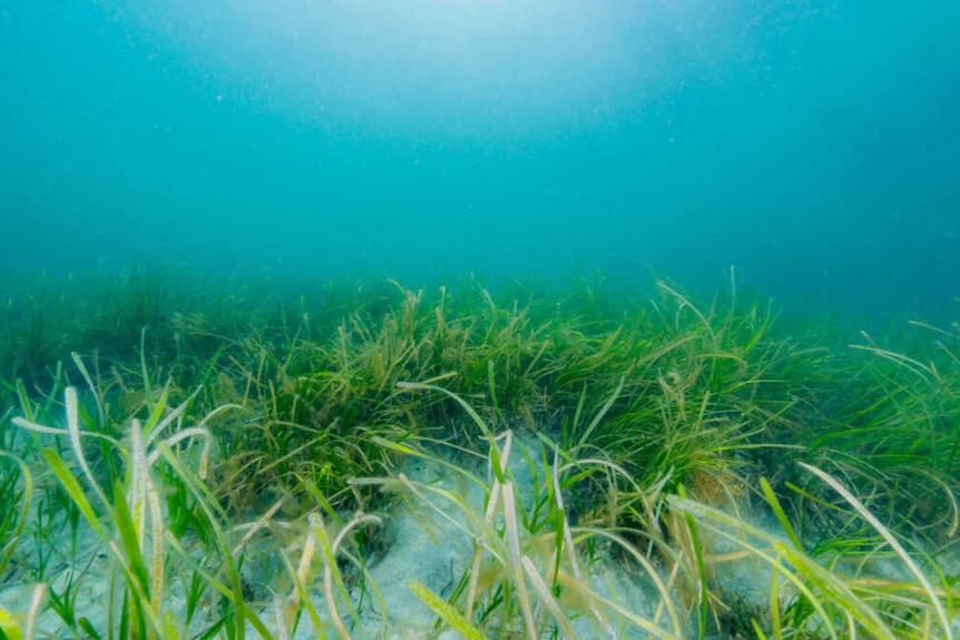 Green grass on the flood of the ocean.