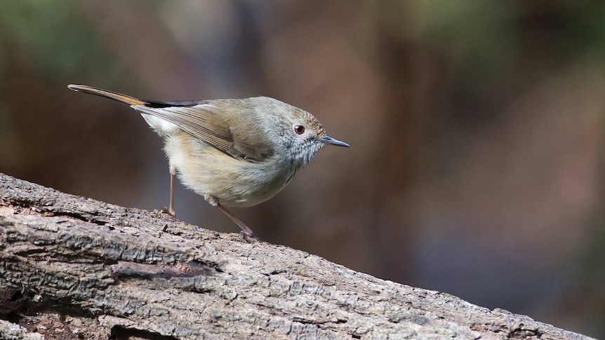 A small brown bird sits on a branch.