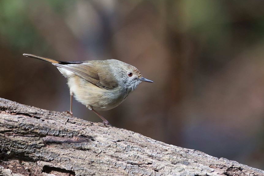 A small brown bird sits on a branch.