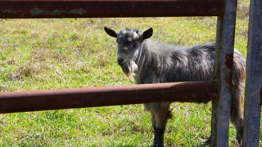 grey and black goat stands behind rusted metal bars in paddock