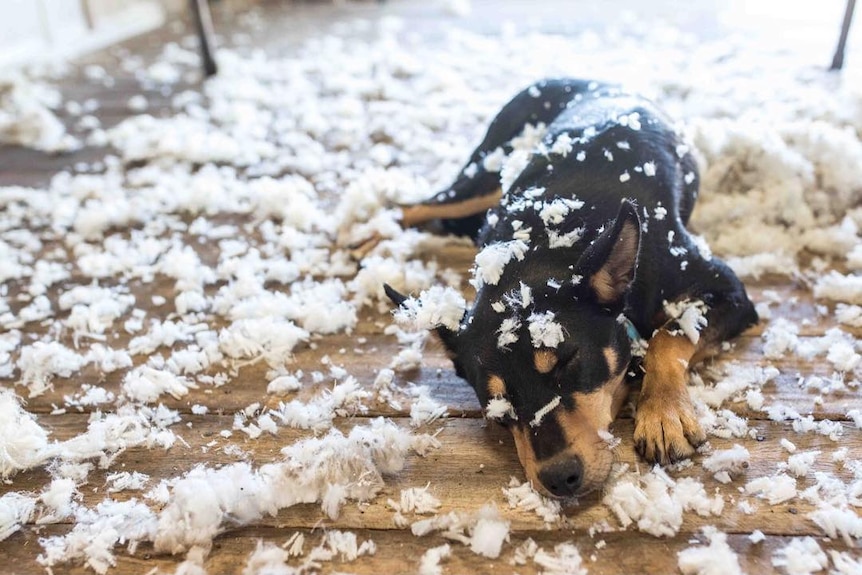 A puppy sheep dog asleep, with bits of wool on its coat and all over the floor.