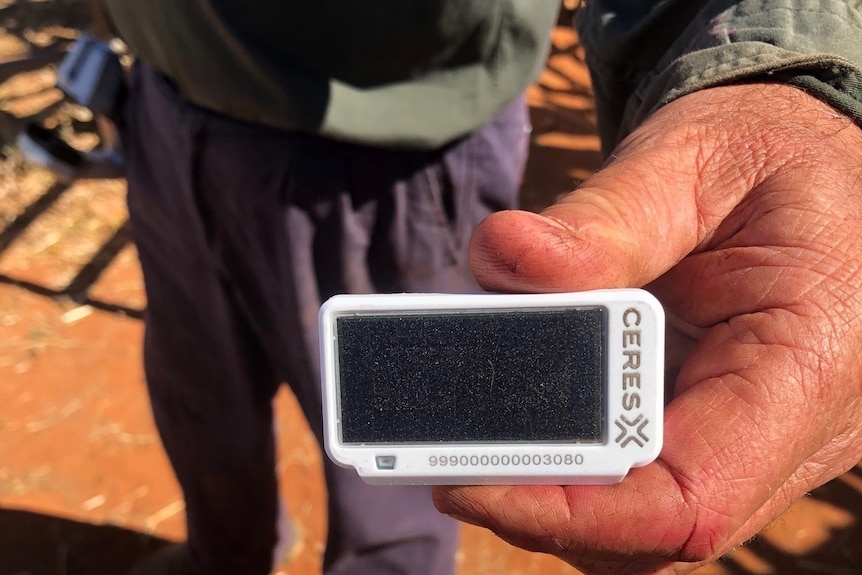 A hand holds a small digital screen that will tag cattle to track their behaviour around wild dogs in WA.