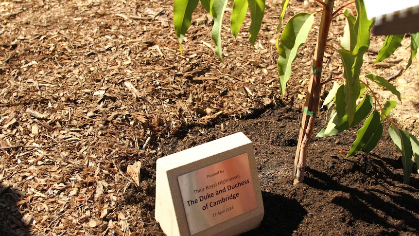 A commemorative plaque next to a tree planted by the Duke and Duchess of Cambridge