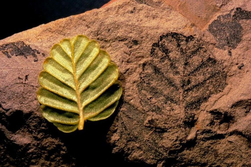 Fossil fagus leaf