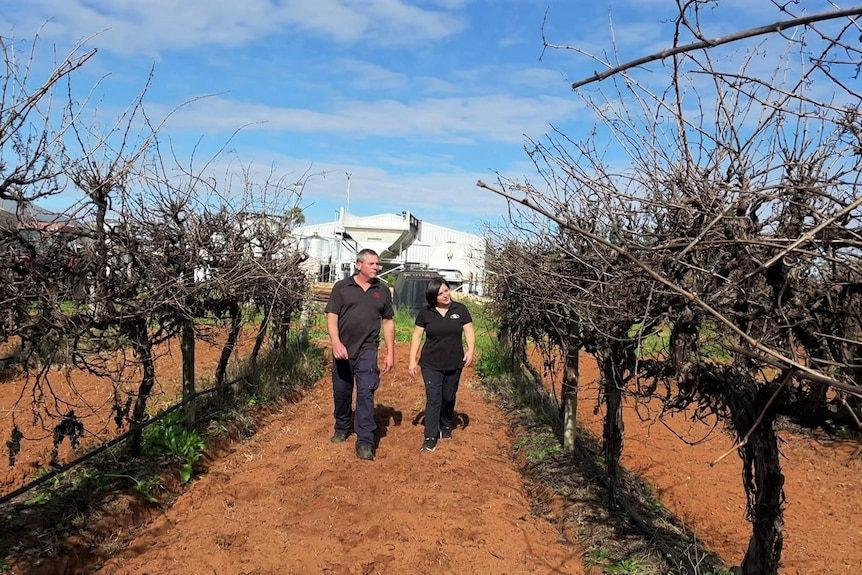 A man and a woman wearing black shirts walking on brown red soil amid vineyards. A blue sky is above.