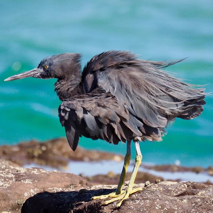 A dark brown egret stands on rocks. The ocean can be seen in the background.