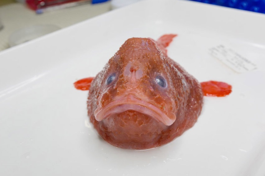 A red coffin fish collected from Australia's eastern abyss in June 2017