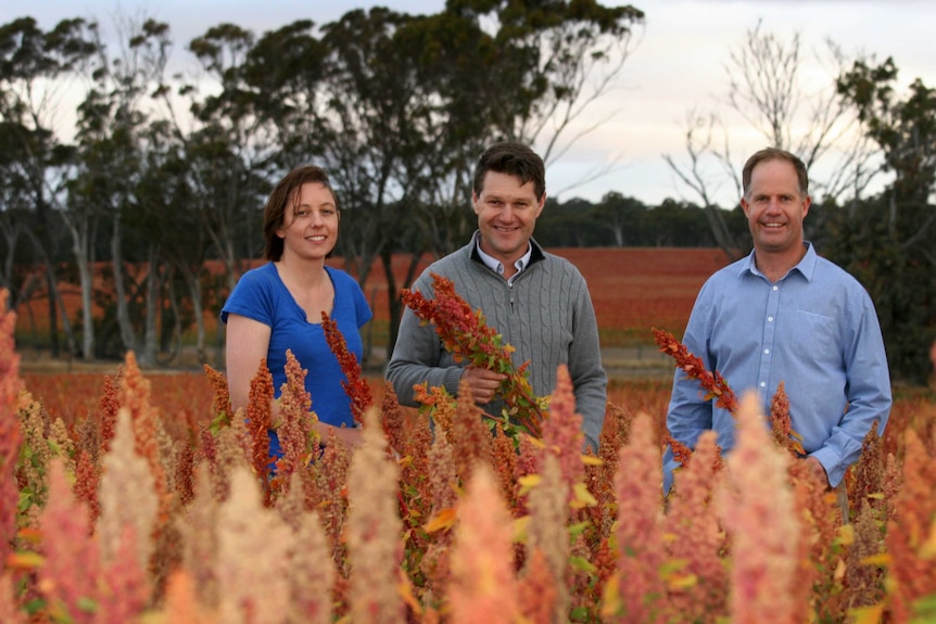 A woman and two men stand in a quinoa crop
