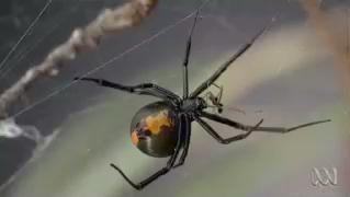 A redback spider in a web