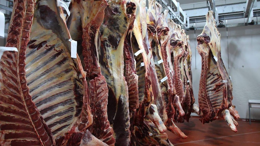 carcasses in a meatworks.