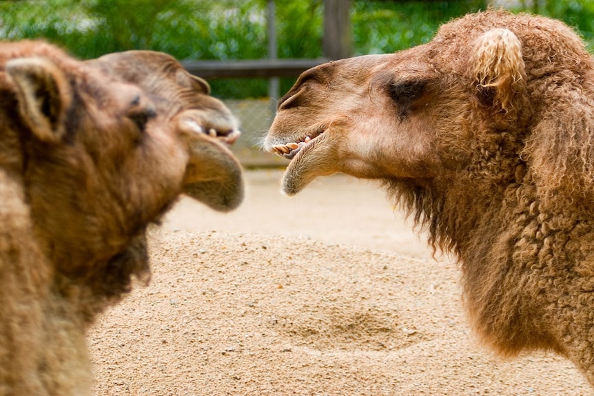 Camels talking