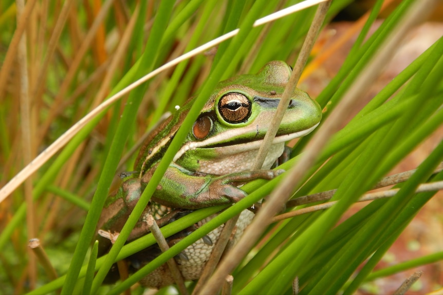 Green and golden bell frog